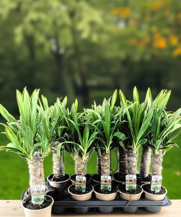 Yucca na kmienku