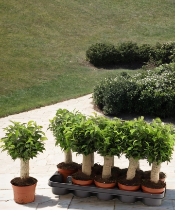 ficus