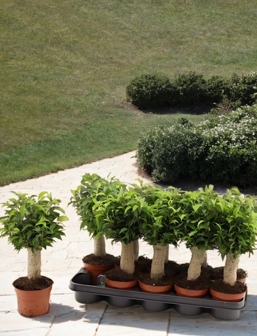 ficus