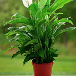Lopatkovec <br> Spathiphyllum Chopin