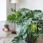Monstera deliciosa