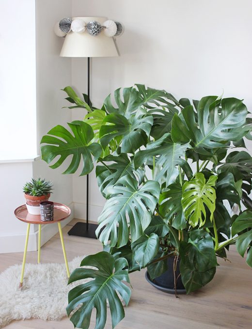 Monstera deliciosa