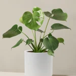 Monstera deliciosa