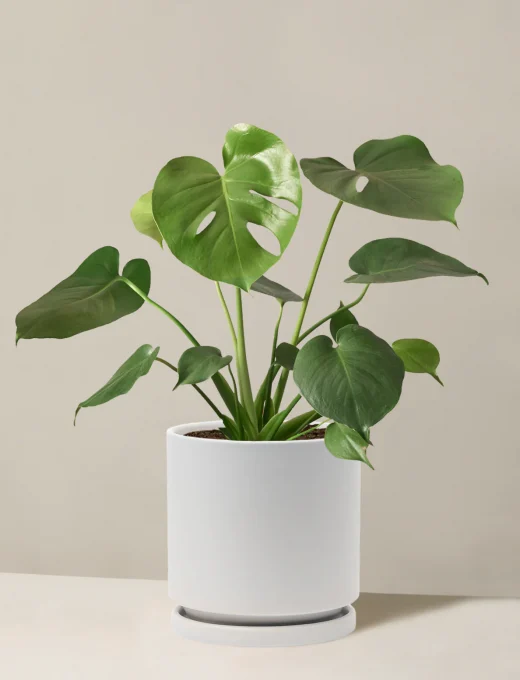 Monstera deliciosa