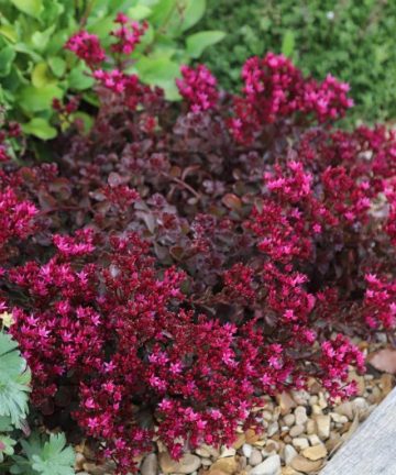sedum mahagony red