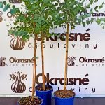 Eucalyptus na kmienku