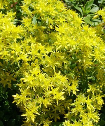 sedum green edge