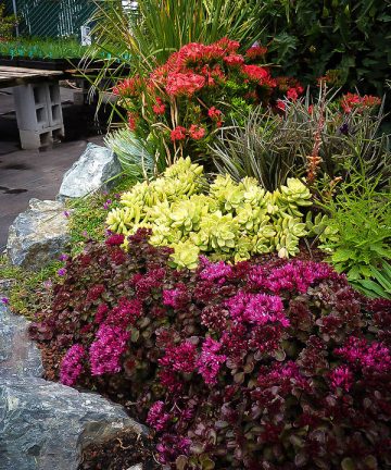 sedum mahagony