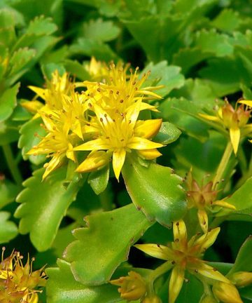 sedum green edge