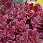 Rozchodník Sedum<br>'Sunsparkler Wild Fire'