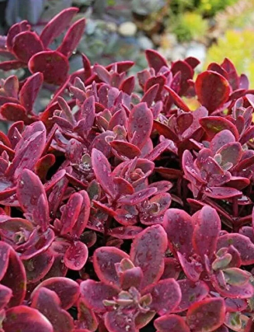 sedum-sunsparkler
