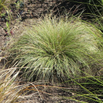 Carex comans 'Frosted Curls'