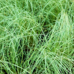 Carex comans 'Frosted Curls' 2