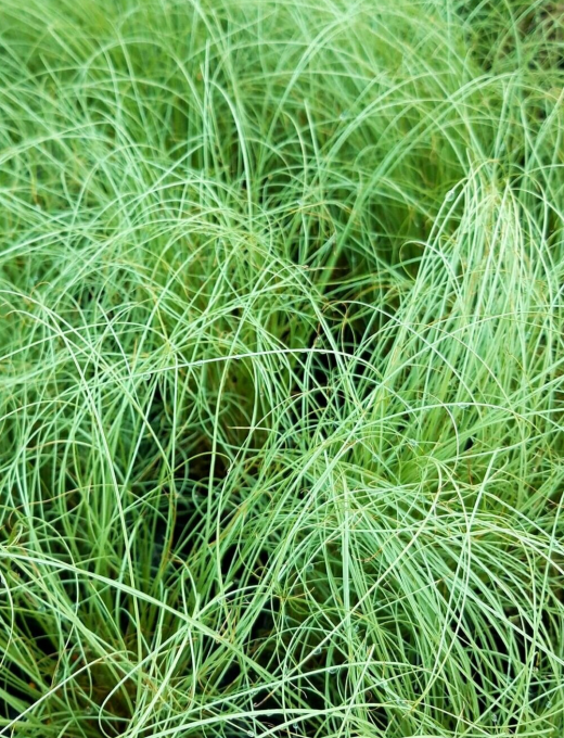 Carex comans 'Frosted Curls' 2