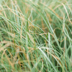 Carex comans 'Frosted Curls' 3