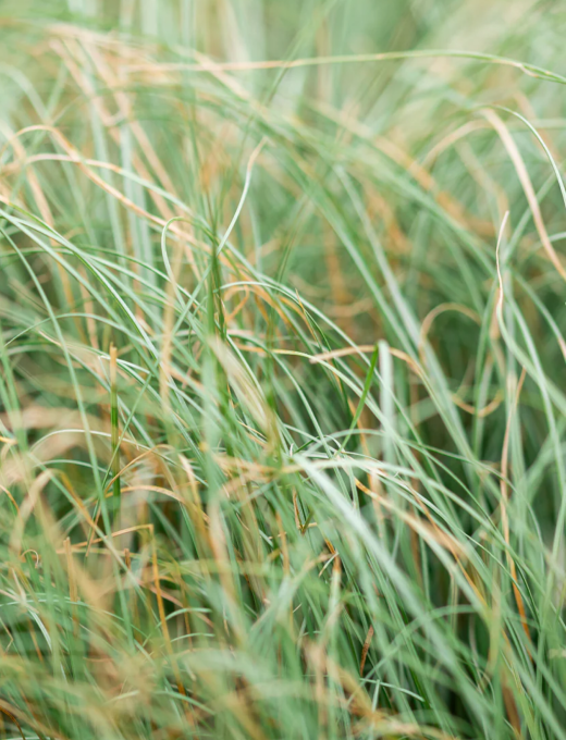 Carex comans 'Frosted Curls' 3