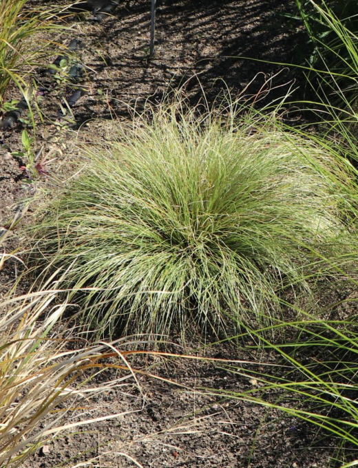 Carex comans 'Frosted Curls'