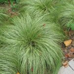 Carex comans 'Frosted Curls' main