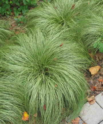 Carex comans 'Frosted Curls' main