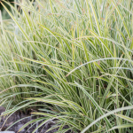 Carex morrowii 'Goldband'