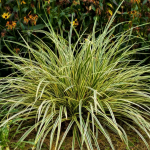 Carex morrowii 'Goldband' 2