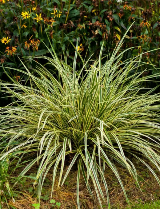 Carex morrowii 'Goldband' 2