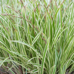 Carex morrowii 'Goldband' 3