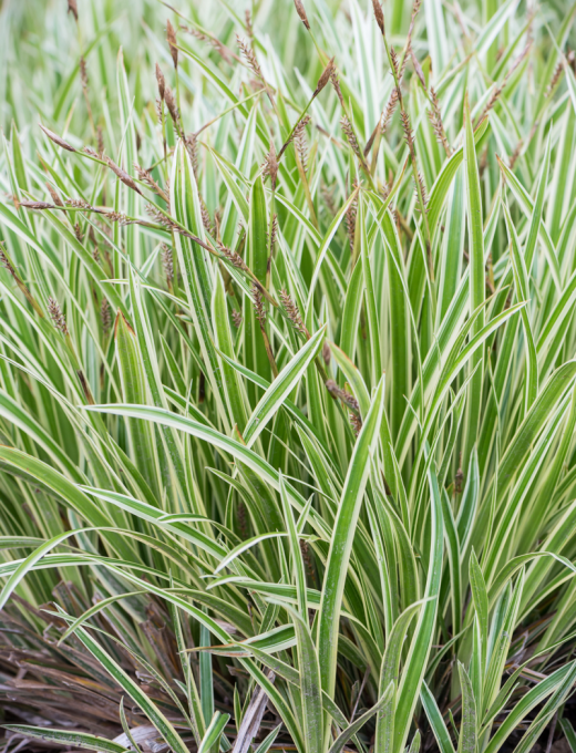 Carex morrowii 'Goldband' 3