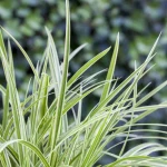 Carex morrowii 'Goldband' 4