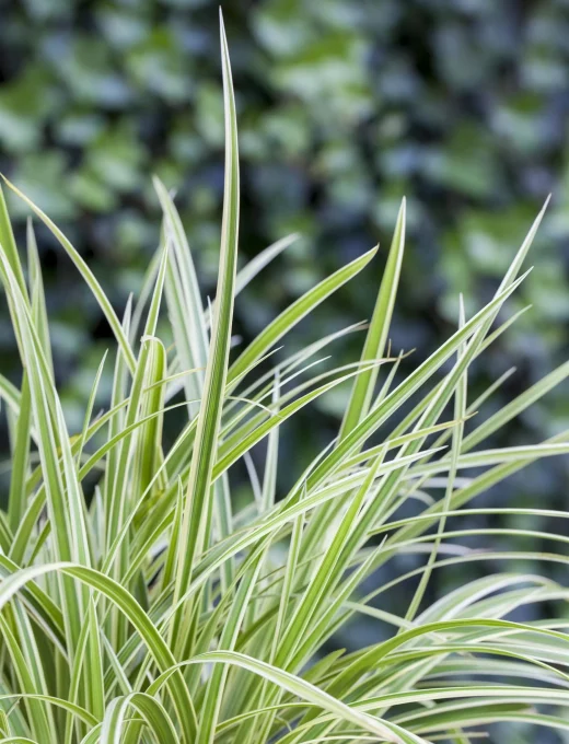 Carex morrowii 'Goldband' 4