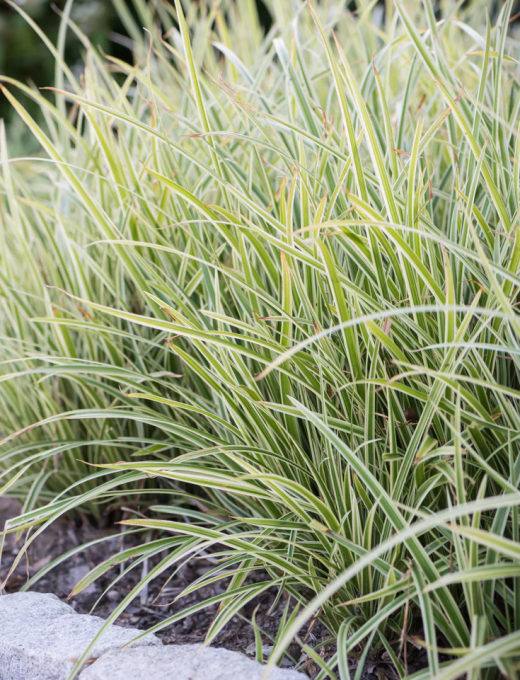 Carex morrowii 'Goldband'