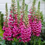 Náprstník – Digitalis purpurea 'Rose'