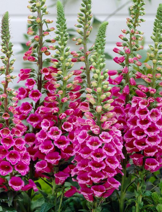 Náprstník – Digitalis purpurea 'Rose'