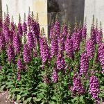 Náprstník – Digitalis purpurea 'Rose'