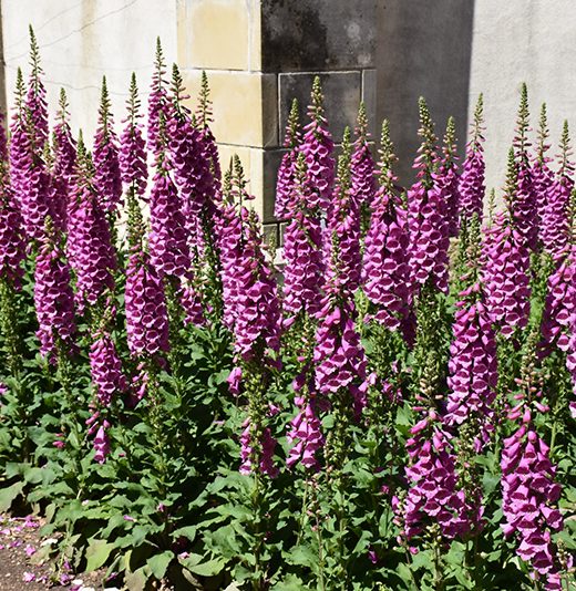Náprstník – Digitalis purpurea 'Rose'