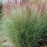 Miscanthus sinensis 'Nippon'