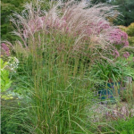 Miscanthus sinensis 'Nippon' 2