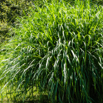 Miscanthus sinensis 'Nippon' 4