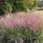 eragrostis spectabillis