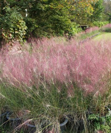 eragrostis spectabillis