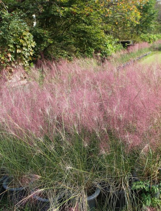 eragrostis spectabillis