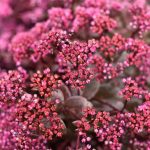 sedum-sunsparkler