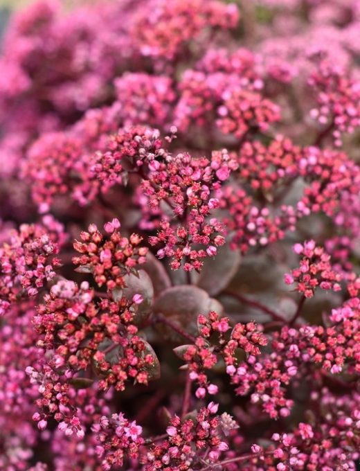 sedum-sunsparkler