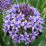 scilla