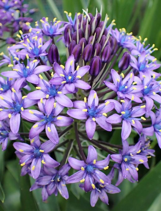 scilla