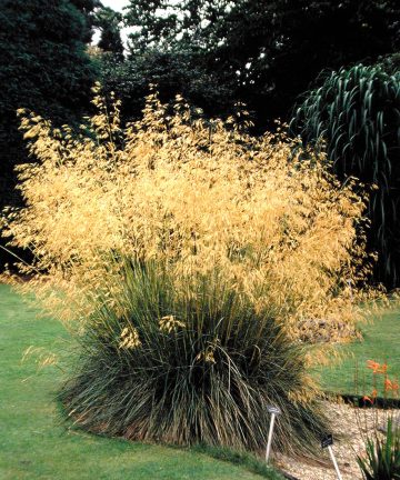 Stipa Gigantea