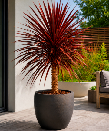 Cordyline