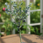 eucalyptus gunnii na kmienku