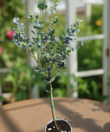 eucalyptus gunnii na kmienku
