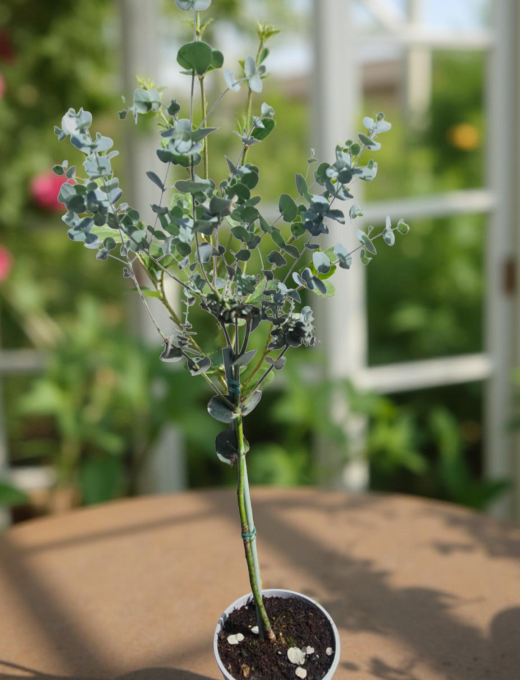 eucalyptus gunnii na kmienku